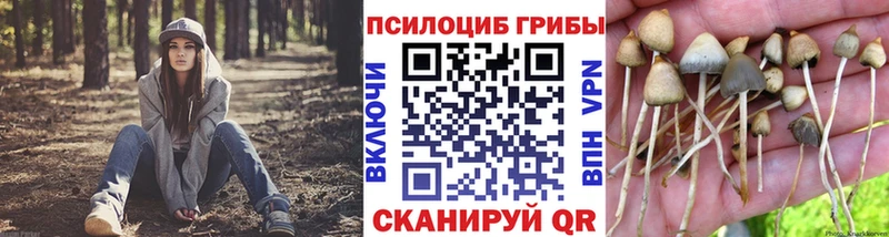 Купить где  Елабуга  Псилоцибиновые грибы мицелий 